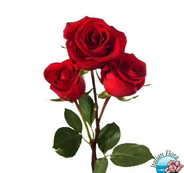 عکس هدیه دادن گل عاشقانه