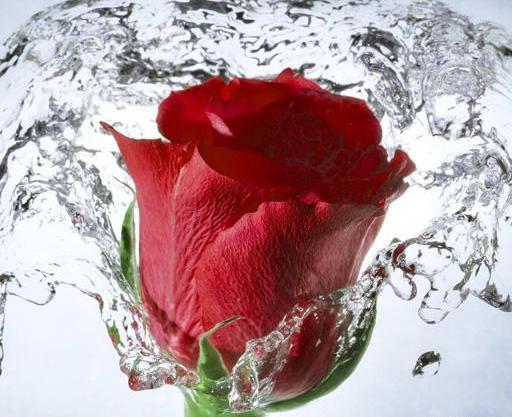 عکس گل رو صفحه گوشی