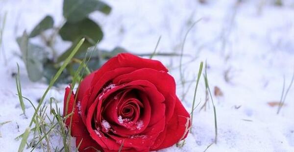 پروفایل عکس گل رز سفید و قرمز