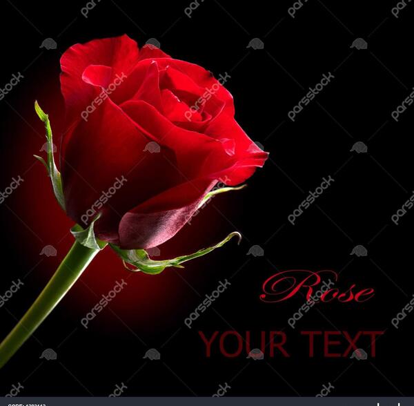عکس گل سیاه و قرمز