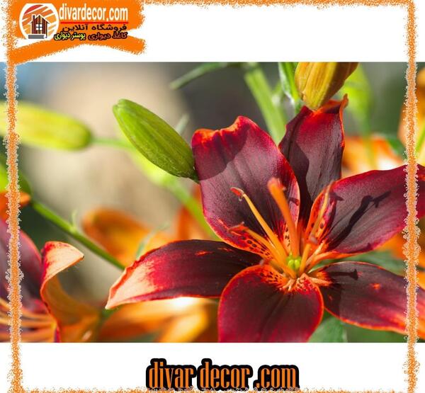 عکس گل لیلیوم نارنجی