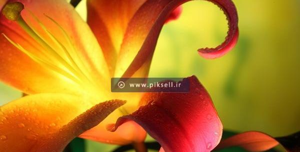 عکس گل لیلیوم نارنجی