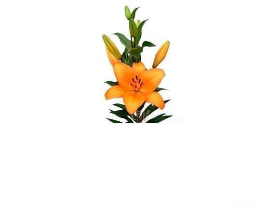 عکس گل لیلیوم نارنجی