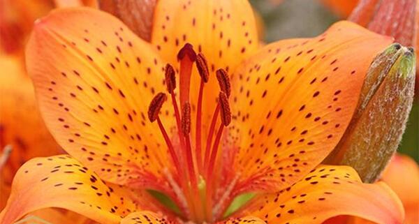 عکس گل لیلیوم نارنجی