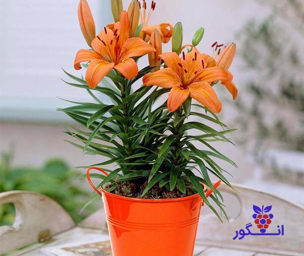 عکس گل لیلیوم نارنجی