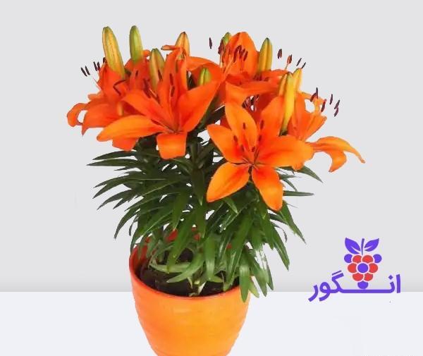 عکس گل لیلیوم نارنجی