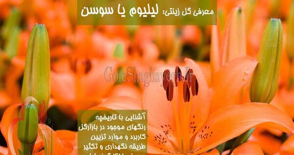 عکس گل لیلیوم نارنجی
