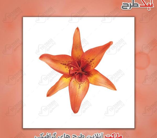 عکس گل لیلیوم نارنجی