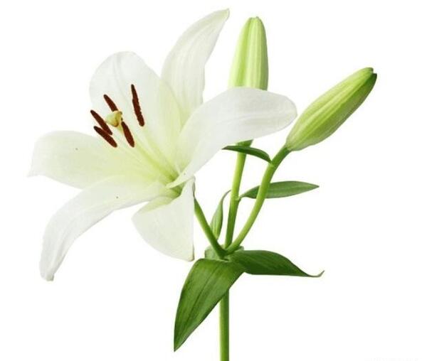 عکس گل لیلیوم نارنجی