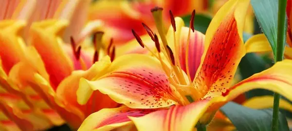 عکس گل لیلیوم نارنجی