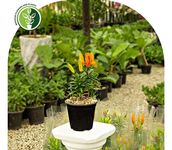عکس گل لیلیوم نارنجی