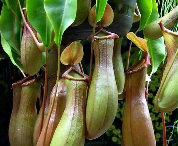 دانلود عکس گل گوشت خوار