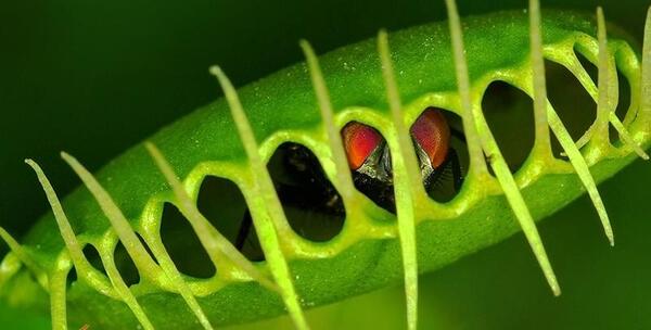 دانلود عکس گل گوشت خوار