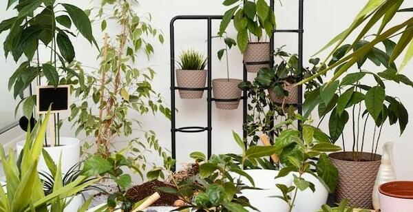 مدل عکس گل طبیعی خانگی