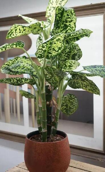 مدل عکس گل طبیعی خانگی