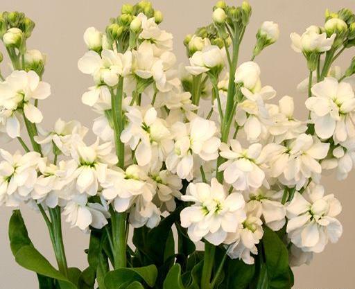 عکس گل شب بو سفید