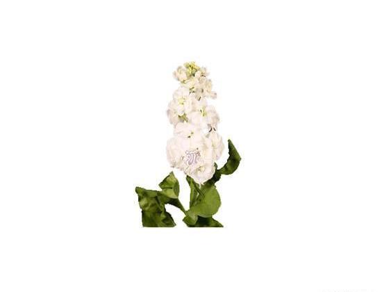 عکس گل شب بو سفید