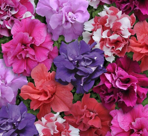 عکس دسته گل اطلسی