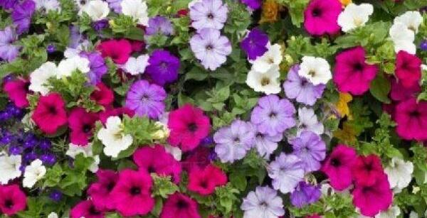 عکس دسته گل اطلسی