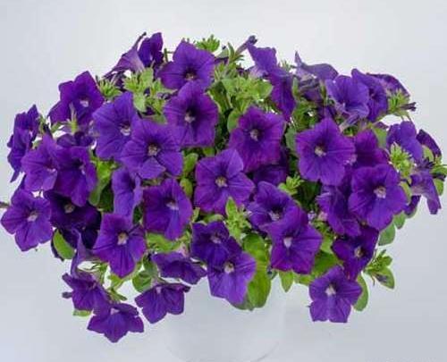 عکس دسته گل اطلسی