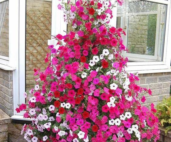 عکس دسته گل اطلسی