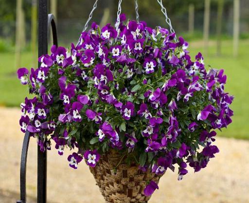 عکس دسته گل اطلسی