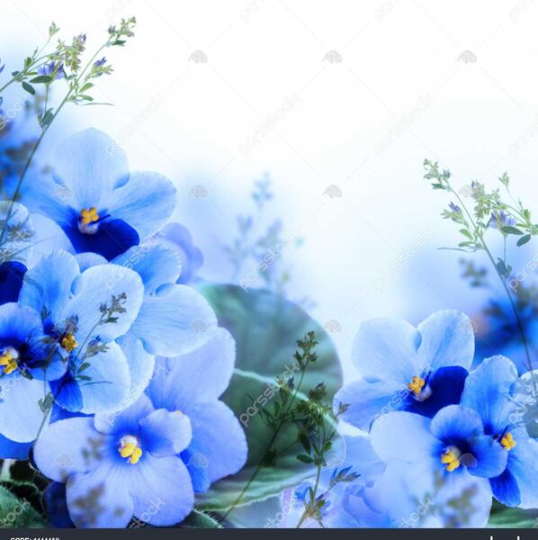 عکس دسته گل اطلسی