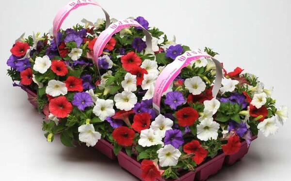 عکس دسته گل اطلسی