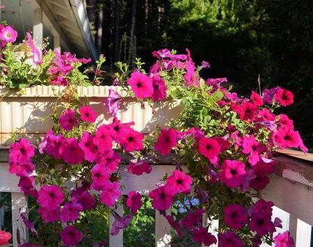 عکس دسته گل اطلسی