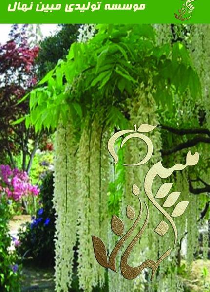 عکس های گل اقاقیا