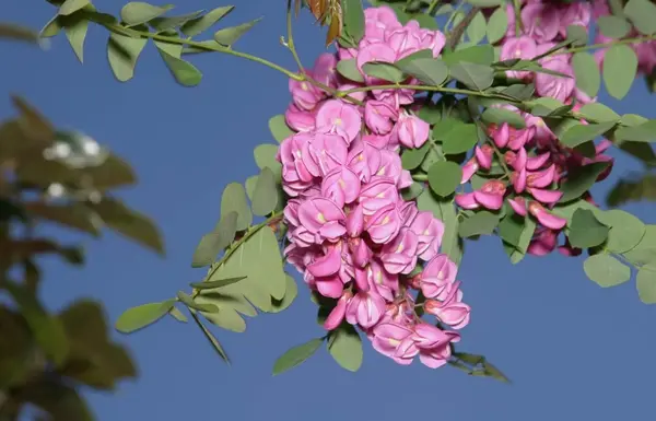 عکس های گل اقاقیا