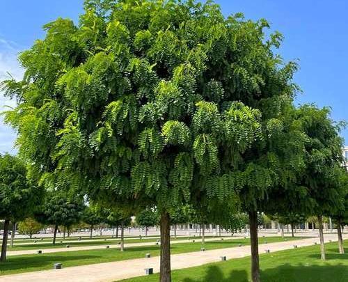 عکس های گل اقاقیا