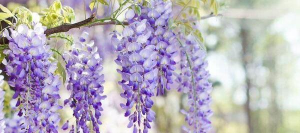 عکس های گل اقاقیا