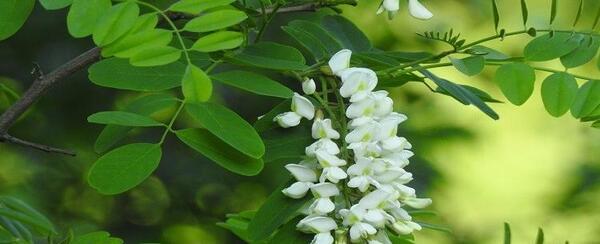 عکس های گل اقاقیا