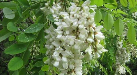 عکس های گل اقاقیا