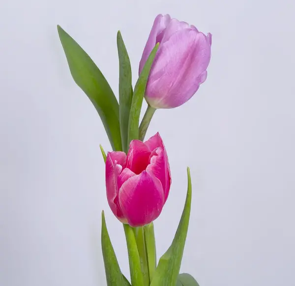 عکس گل گلدانی