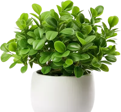عکس گل گلدانی
