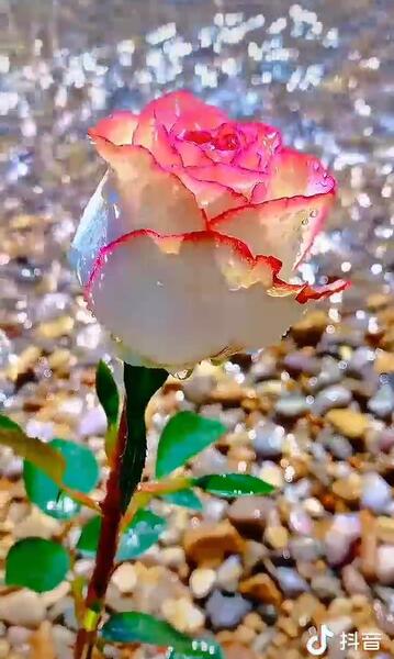 عکس گل متحرک برای صفحه گوشی