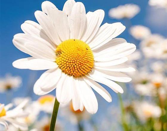 عکس گل خوشگل برای پروفایل واتساپ