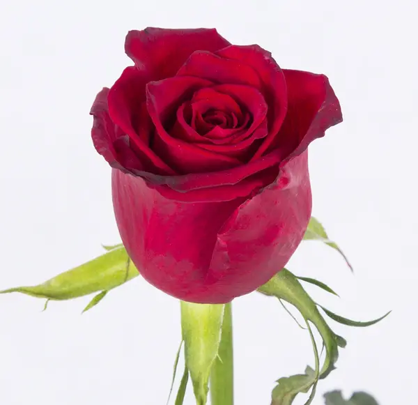 عکس دسته گل رز قرمز عاشقانه