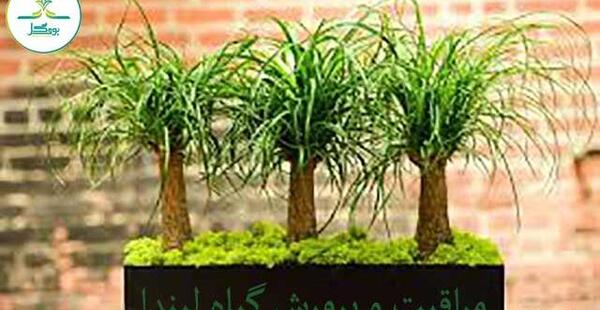 عکس گل لیندا صورتی