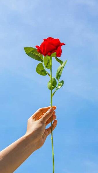 عکس شاخه گل طبیعی برای پروفایل
