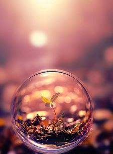 عکس گل و گیاه برای پس زمینه