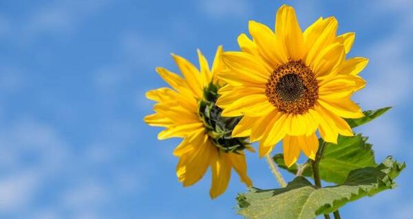 عکس گل و گیاه برای پس زمینه
