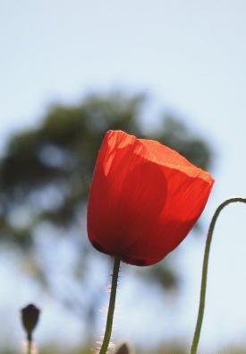 عکس گل و گیاه برای پس زمینه