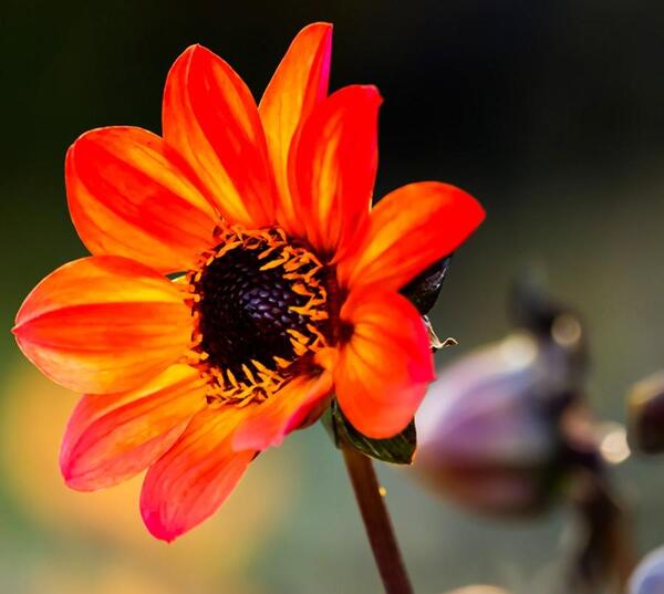 عکس گل و گیاه برای پس زمینه