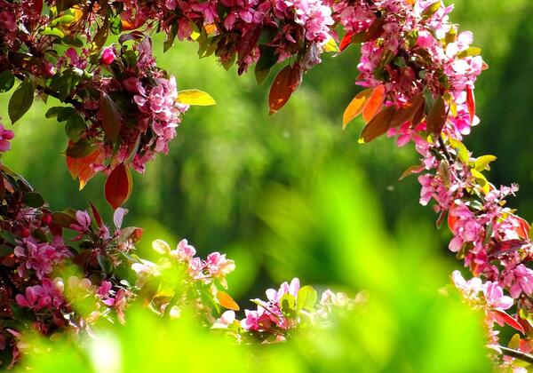 عکس گل و گیاه برای پس زمینه