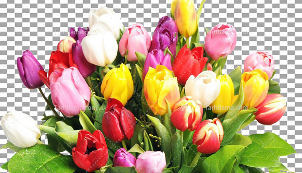 عکس گل و گیاه برای پس زمینه
