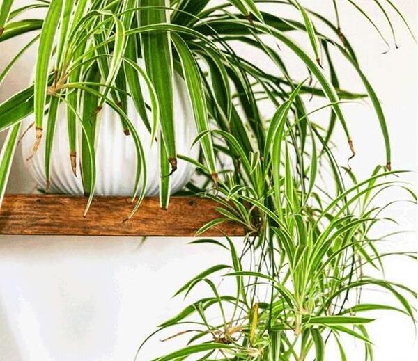 عکس گل عنکبوتی گندمی