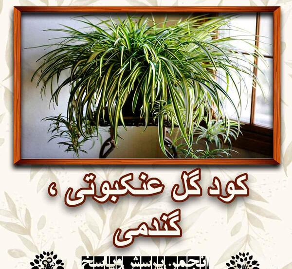 عکس گل عنکبوتی گندمی